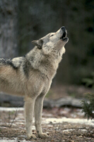1 wolf - 5 seconds