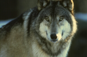 1 wolf - 4 seconds