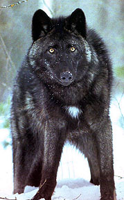 1 wolf - 5 seconds