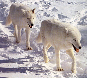 1 wolf - 4 seconds
