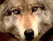 wf5_th_o.jpg (4894 bytes)